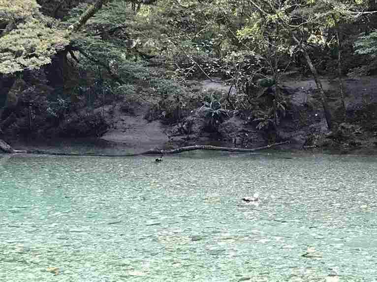 Incredibly clear beautiful water… and ducks