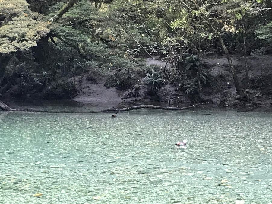 Incredibly-clear-beautiful-water…-and-ducks