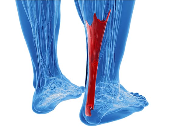 achilles-tendon-with-lower-leg-muscles
