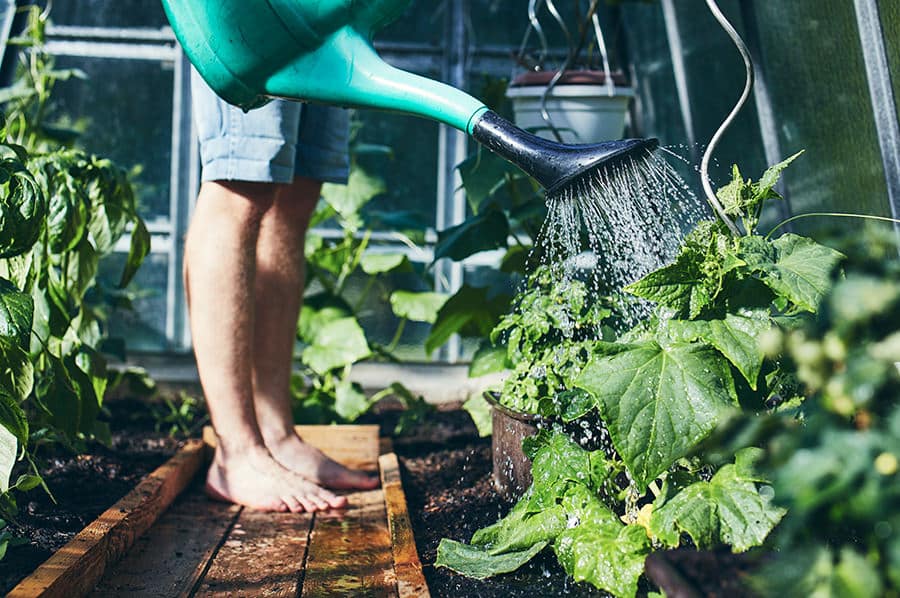 gardener-working-in-greenhouse