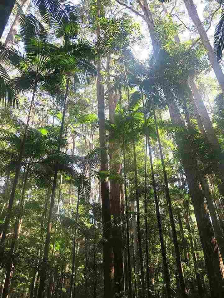 hiking fraser island solo hike