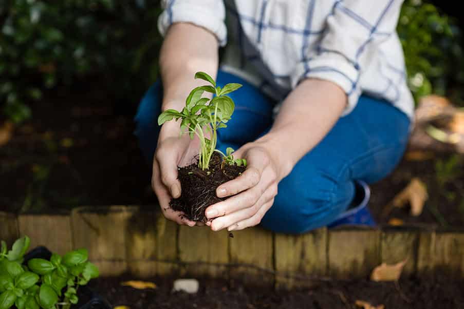 woman-planting-young-plant-into-the-soil